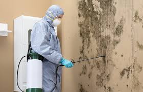 Mold Odor Removal Services in Ruhenstroth, NV